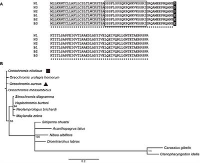 Nonadditive and allele-specific expression of ghrelin in hybrid tilapia